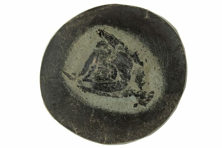 Polished Fish Coprolite (Fossil Poo) Nodule Half - Scotland #314931